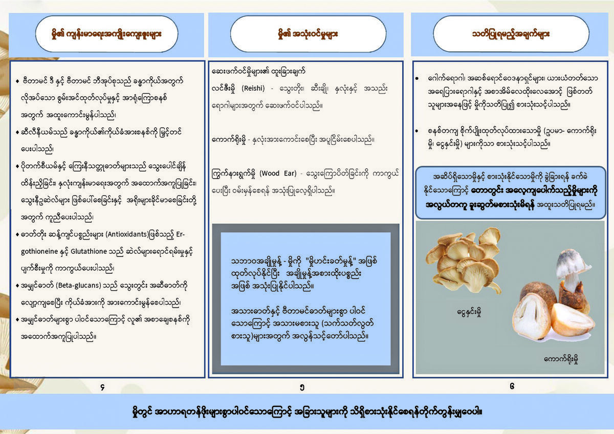 ‘မှို’ သို့မဟုတ် ‘သဘာဝကပေးသည့် ထူးခြားသော လက်ဆောင်’