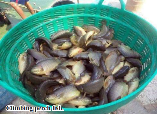 66,000 viss of climbing perch from Bogale Township sold to Yangon market